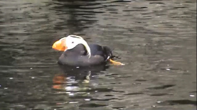 Tufted Puffin.m4v