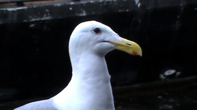 Galacous-winged Gull.m4v
