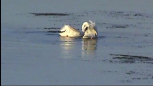 White Pelicans Bodega Bay.m4v