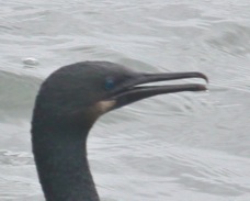 Brant's Cormorant 1375B