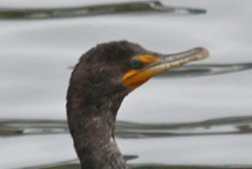 Double-crested Cormorant 1578