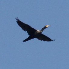 Double-crested Cormorant 1489
