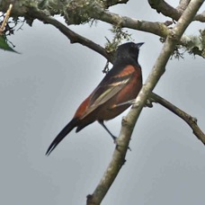 Orchard Oriole 7544