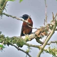 Orchard Oriole 7562