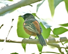 Orchard Oriole 8266