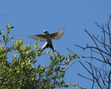 Swallow-tailed Kite 1121