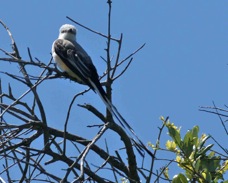 Swallow-tailed Kite 1132