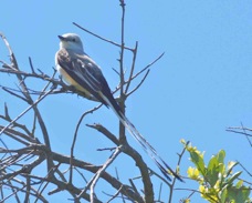 Swallow-tailed Kite 1134