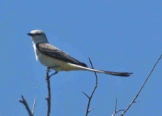 Swallow-tailed Kite 1075