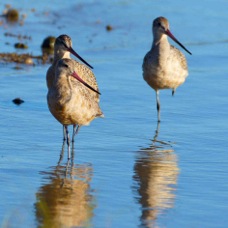 Marbled Godwits 9671