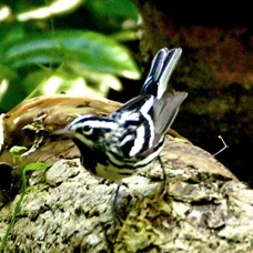 Black and White Warbler 0467