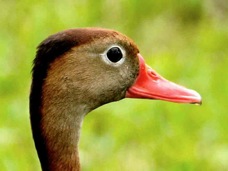 Black-bellied Whistling Duck 1397