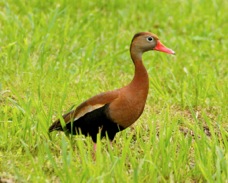 Black-bellied Whistling Duck 1377