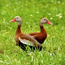 Black-bellied Whistling Duck 1238
