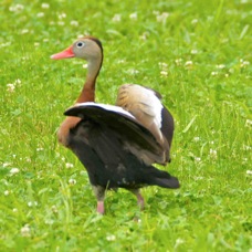 Black-bellied Whistling Duck 1284
