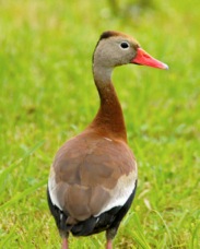Black-bellied Whistling Duck 1403