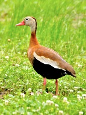 Black-bellied Whistling Duck 1297
