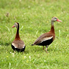 Black-bellied Whistling Duck 1275