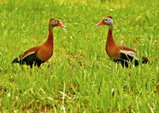 Black-bellied Whistling Duck 1371