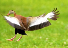 Black-bellied Whistling Duck 1278