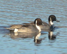 Northern Pintails-00176