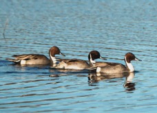 Northern Pintails-00174