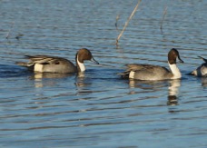 Northern Pintails-00172