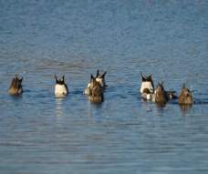 Northern Pintails upside down-00124