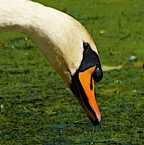 Mute Swan bill 1194