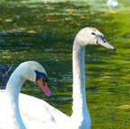 Mute Swans adult & juvenile 1144