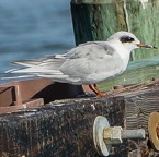 Forester Tern fall-00276