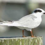 Forester Tern fall-00352