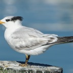 Royal Tern-00982