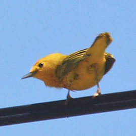 Yellow Warbler 3970
