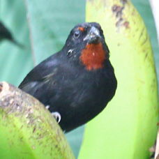 Lesser Antillian Bullfinch male 5082