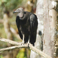 Vulture Black 2248