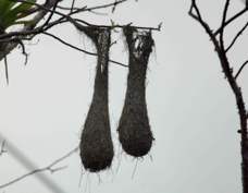 Oropendula Crested nests 5338