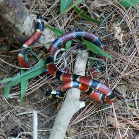 Snake Coral snake poisonous 6833