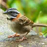 Sparrow Rufous-collared 1968 192