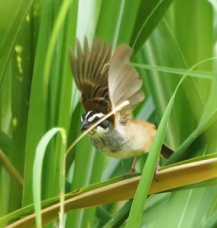 Stripe-headed Sparrow-386