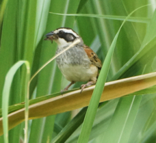 Stripe-headed Sparrow-388