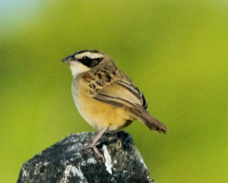 Stripe Headed Sparrow-1211