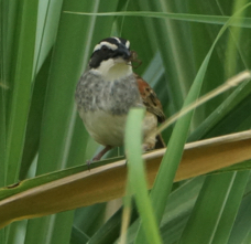 Stripe-headed Sparrow-380
