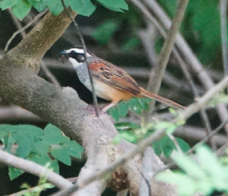 Stripe-headed Sparrow-396