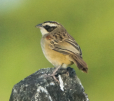Stripe Headed Sparrow-1206