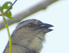 Sparrow Black-striped 4156
