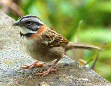 Sparrow Rufous-collared 1968