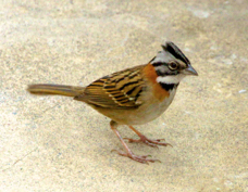 Sparrow Rufous-collared 0701