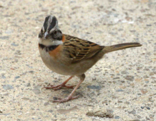 Sparrow Rufous-collared 0706