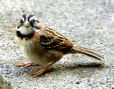 Sparrow Rufous-collared 1972